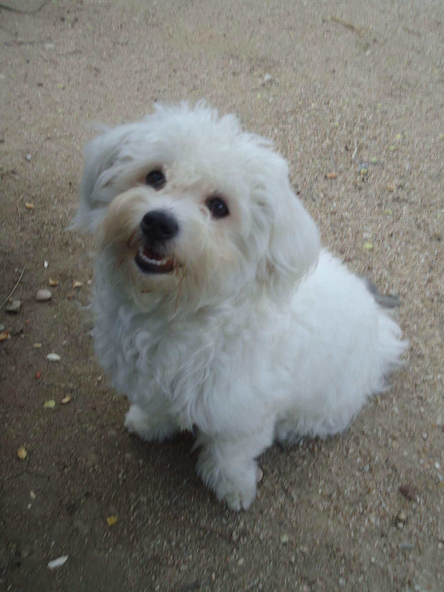 Photo of Charly, the artist's pet